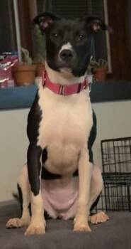 Alix -  Pit Bull Terrier Dog for Adoption in Alden, New York - Alix | PetCurious