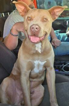 Pit Bull Terrier Dogs Available for Adoption in El Dorado, Arkansas - Mai Guy | PetCurious