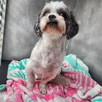 BEAR -  Shih Tzu Dog for Adoption in Conroe, Texas - BEAR | PetCurious