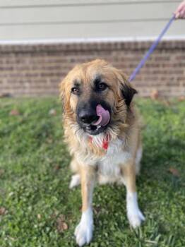 Wookie -  Anatolian Shepherd Dog for Adoption in Dickson, Tennessee - Wookie | PetCurious
