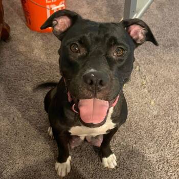 Rescue Pit Bull Terrier Dogs for Adoption in Avon, Ohio - Mumsy | PetCurious