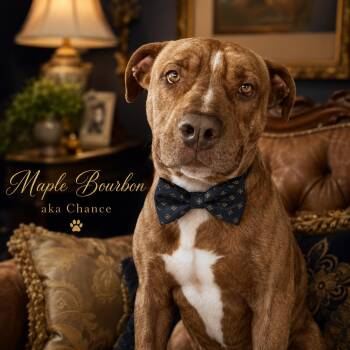 Maple Bourbon a.k.a. Chance -  American Staffordshire Terrier and Black Labrador Retriever Dog for Adoption in Farmington, Missouri - Maple Bourbon A.k.a. Chance | PetCurious
