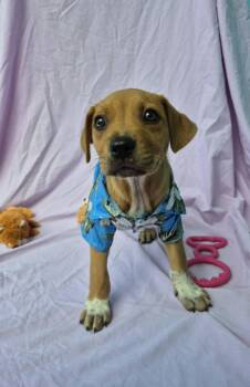 Mixed Breed and Boxer Dogs Available for Adoption - Punch | PetCurious