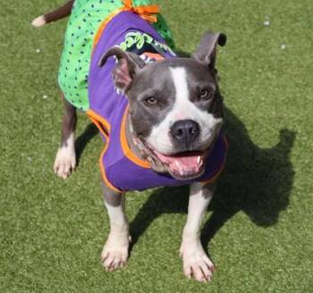 Rescue Mixed Breed Dogs for Adoption in Athens, Georgia - Groovy | PetCurious