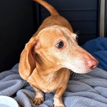 STEVEN -  Dachshund Dog for Adoption in Marana, Arizona - STEVEN | PetCurious