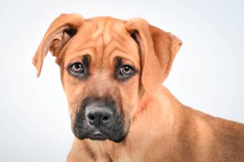 Black Mouth Cur and Mixed Breed Dogs Available for Adoption in Loveland, Colorado - SAND DOLLAR | PetCurious