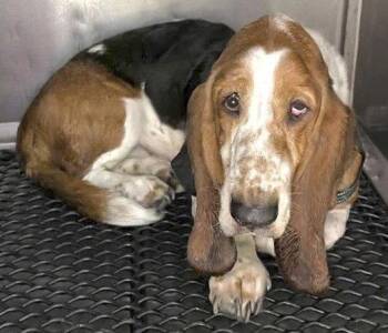 BROWNIE -  Basset Hound Dog for Adoption in Hamilton, New Jersey - BROWNIE | PetCurious