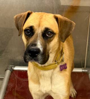 Labrador Retriever and Black Mouth Cur Dogs Available for Adoption in Columbia, Illinois - Chiquita | PetCurious