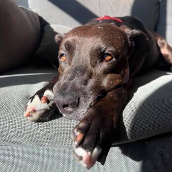 Kratos -  American Staffordshire Terrier and Mixed Breed Dog for Adoption in New York, New York - Kratos | PetCurious