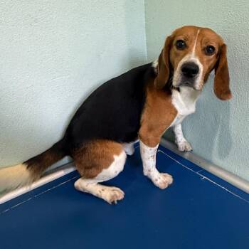 Melvin 3927 -  Beagle Dog for Adoption in Loxahatchee Groves, Florida - Melvin 3927 | PetCurious
