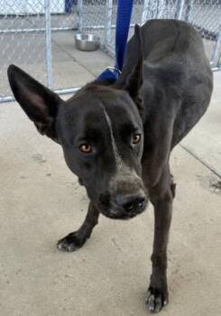 Beau - URGENT -  Australian Cattle Dog Blue Heeler and Pit Bull Terrier Dog for Adoption in Thousand Oaks, California - Beau - URGENT | PetCurious