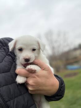 Rescue Chihuahua and Terrier Dogs for Adoption in Plainfield, Illinois - Titan | PetCurious