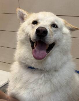 Japanese Akita Dogs Available for Adoption in Mesquite, Texas - Inu | PetCurious