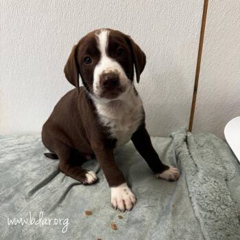 Pluto -  Labrador Retriever and Mixed Breed Dog for Adoption in Cheyenne, Wyoming - Pluto | PetCurious