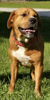 Junior -  Great Dane and Labrador Retriever Dog for Adoption in Hillsdale, Indiana - Junior | PetCurious