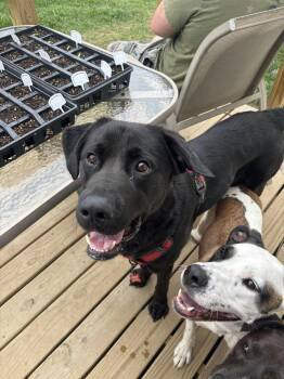 Labrador Retriever and Shepherd Dogs Available for Adoption in Jefferson Hills, Pennsylvania - Rowdy | PetCurious