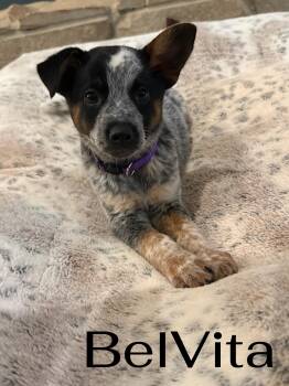 Bel Vita -  Australian Cattle Dog Blue Heeler Dog for Adoption - Bel Vita | PetCurious