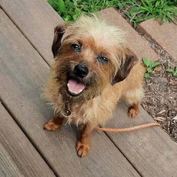 KnickKnack -  Terrier and Mixed Breed Dog for Adoption in Olathe, Kansas - KnickKnack | PetCurious