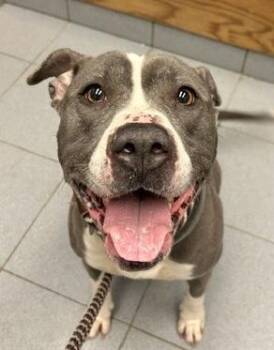 Pit Bull Terrier Dogs Available for Adoption - Eloise  | PetCurious