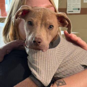 Mustie -  Mixed Breed Dog for Adoption in Winston-salem, North Carolina - Mustie | PetCurious