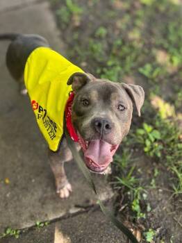 Lucciano -  Mixed Breed Dog for Adoption in Cincinnati, Ohio - Lucciano | PetCurious