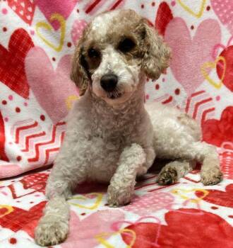 Poodle Dogs Available for Adoption - AGGIE (ohiosdrescue@gmail.com) ONLY 7LBS! | PetCurious