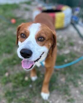 Redley -  Labrador Retriever and Brittany Spaniel Dog for Adoption in Austin, Texas - Redley | PetCurious
