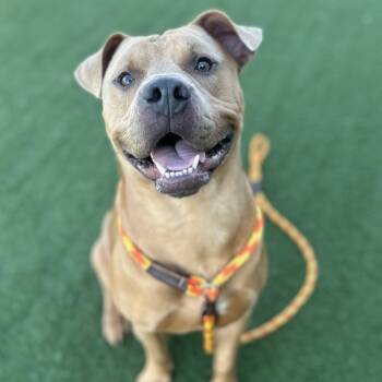 Rescue American Staffordshire Terrier and Pit Bull Terrier Dogs for Adoption in Canton, Illinois - Ricky | PetCurious