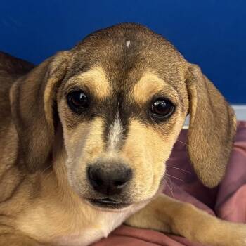 Mixed Breed Dogs Available for Adoption - Foxy | PetCurious