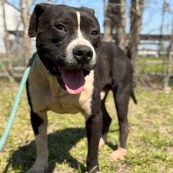 Rescue American Staffordshire Terrier and Mixed Breed Dogs for Adoption in Houston, Texas - Waylon Jennings | PetCurious