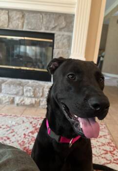 Rescue Black Labrador Retriever and German Shepherd Dog Dogs for Adoption in Bonner Springs, Kansas - Archie | PetCurious