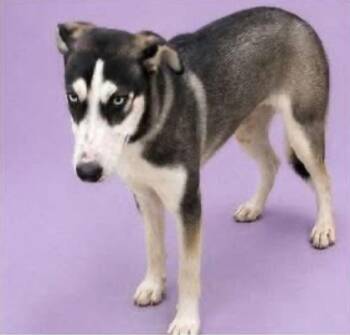 Milla -  Husky Dog for Adoption in Charlotte, Michigan - Milla | PetCurious