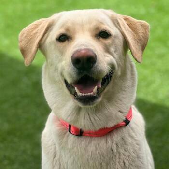 Oralee -  Labrador Retriever Dog Available for Adoption in San Diego, California - Oralee | PetCurious