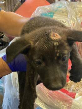 BRADY -  German Shepherd Dog and Mixed Breed Dog for Adoption in Dallas, Texas - BRADY | PetCurious