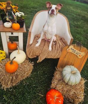 Rescue Mixed Breed Dogs for Adoption in Sprakers, New York - Nadia | PetCurious