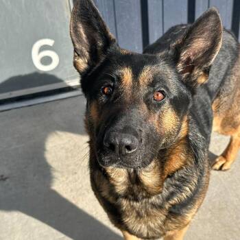 Shepherd Dogs Available for Adoption - Skay | PetCurious