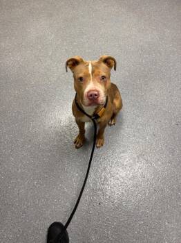 Charley -  Pit Bull Terrier Dog for Adoption in Greenfield, Indiana - Charley | PetCurious