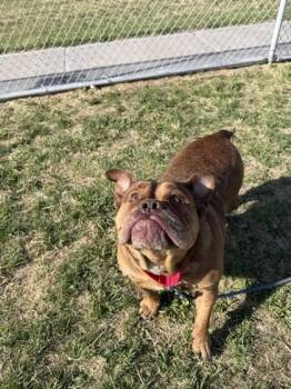 Pit Bull Terrier and Mixed Breed Dogs Available for Adoption in Scottsbluff, Nebraska - Rose | PetCurious