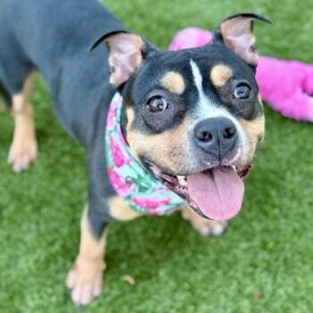 Mixed Breed Dogs Available for Adoption in Largo, Florida - Nyla | PetCurious