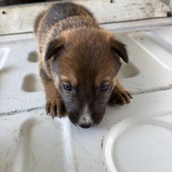 Shepherd Dogs Available for Adoption in Edinburg, Texas - KC | PetCurious