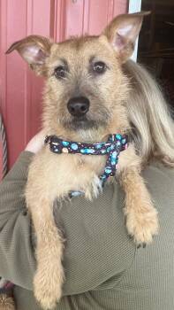 Orion -  Yorkshire Terrier Dog for Adoption in Smithville, Missouri - Orion | PetCurious