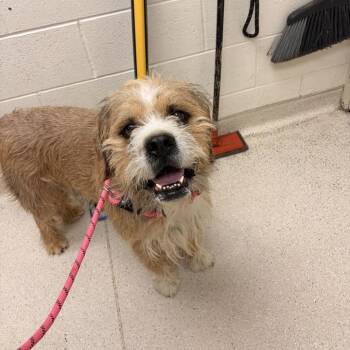 Leo -  Mixed Breed Dog for Adoption in Murray, Utah - Leo | PetCurious