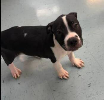 Niko -  Staffordshire Bull Terrier Dog for Adoption in Bardstown, Kentucky - Niko | PetCurious