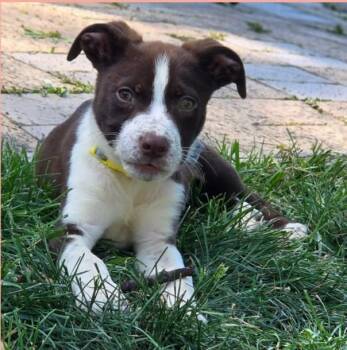 English Pointer and Mixed Breed Dogs Available for Adoption in Lincoln, Nebraska - PATRICK | PetCurious