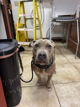 Rescue Mixed Breed Dogs for Adoption in Cincinnati, Ohio - Fishbough | PetCurious