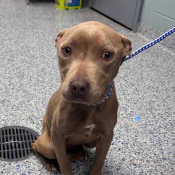 American Staffordshire Terrier Dogs Available for Adoption - Capri | PetCurious