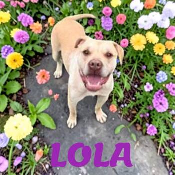 Lola -  Labrador Retriever and American Staffordshire Terrier Dog for Adoption in Taunton, Massachusetts - Lola | PetCurious