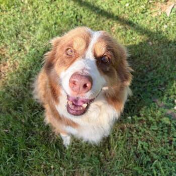 Red -  Australian Shepherd Dog for Adoption in Wilmington, Delaware - Red | PetCurious