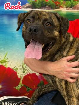 Rock -  Mixed Breed Dog for Adoption in Flint, Michigan - Rock | PetCurious