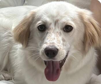 Meringue -  English Setter Dog for Adoption in San Ramon, California - Meringue | PetCurious